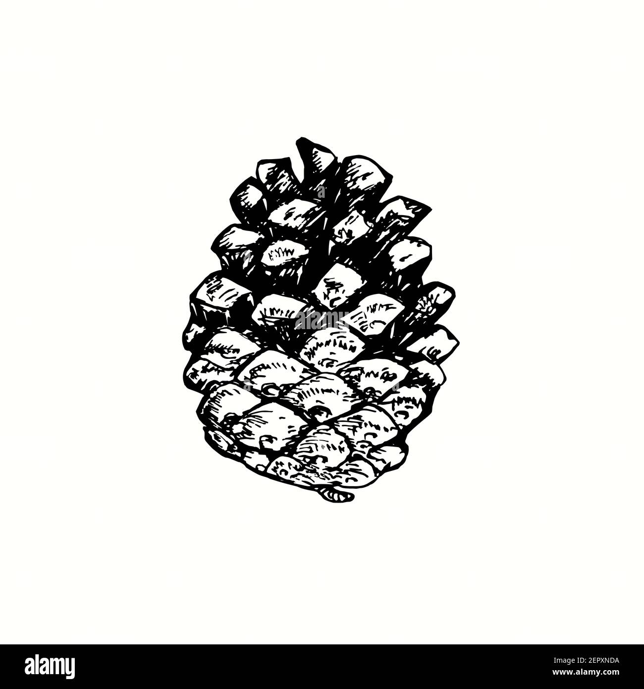 Hand drawn pine cone. Ink black and white drawing Stock Photo - Alamy