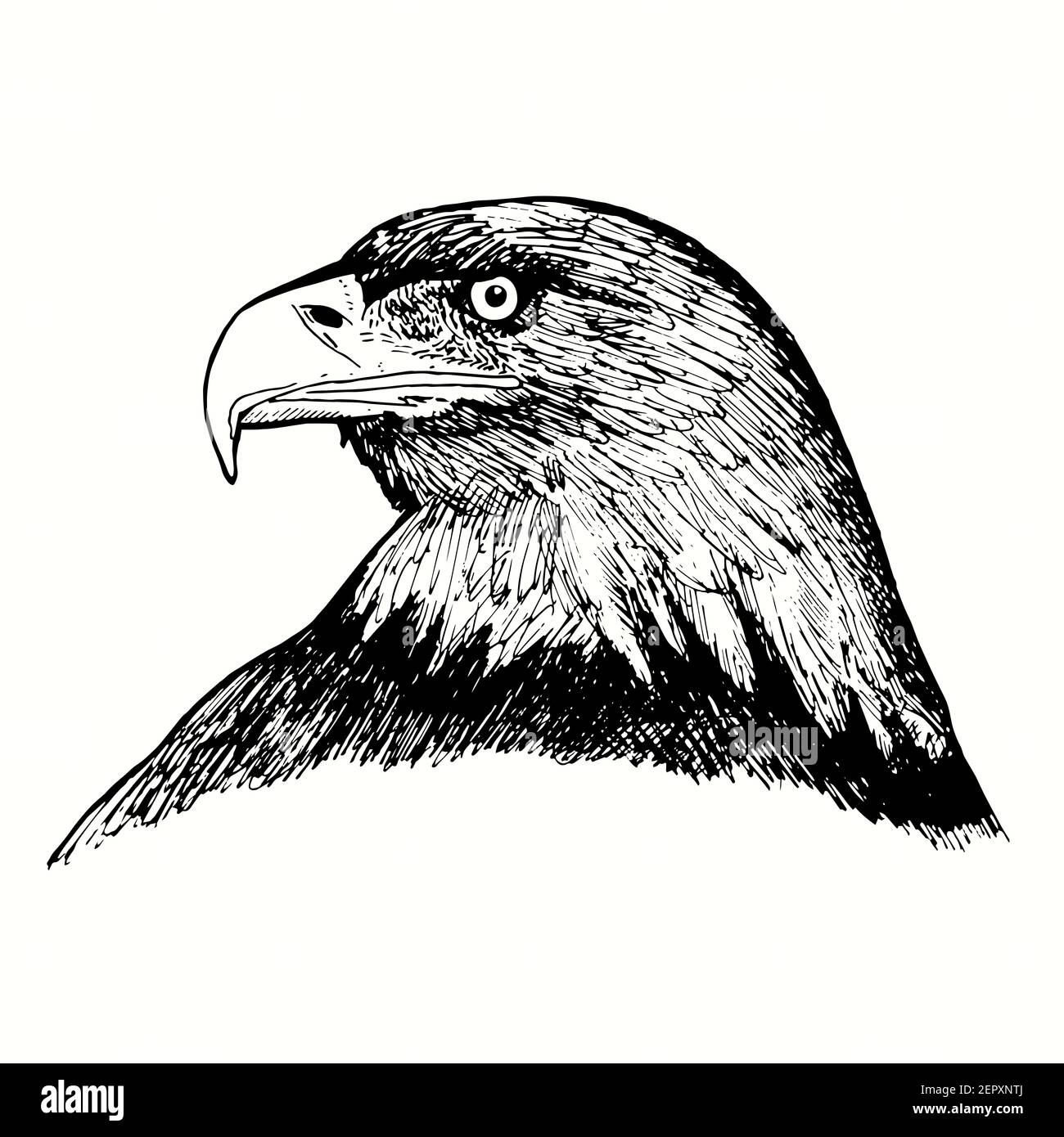 Eagle Face Vectors - Download 382 Royalty-Free Graphics - Hello Vector