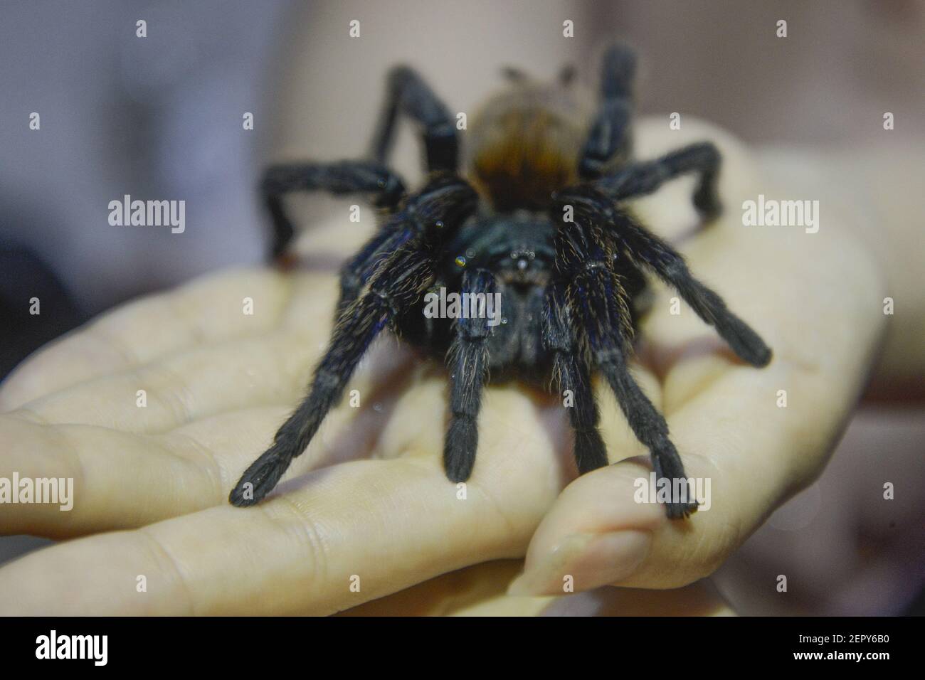 Tarantula Caribena versicolour from Mexico who became a collection of women named Ming Cu (29) has a tarantula at home, Bandung West Java, on February 22 2018. Tarantula maintain at home as much as 1,500 has been done Ming Cu since 7 years ago from various countries including India, Africa, America and countries in Europe. (Photo By Bukbisj Candra Ismeth Bey/Sipa USA) Stock Photo