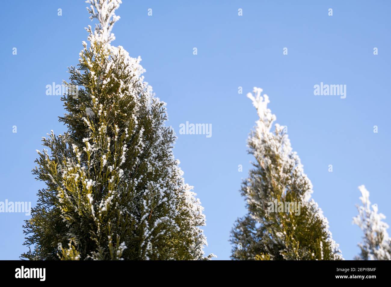 Green leaves of Thuja trees covered with frost with soft sunlight. Thuja twig with snow. Evergreen coniferous tree. A branch of a juniper tree in the Stock Photo