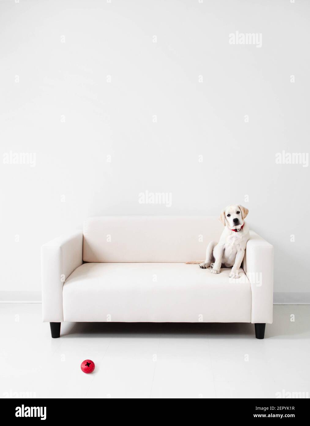 A labrador retriever puppy on a white couch  in a white room Stock Photo