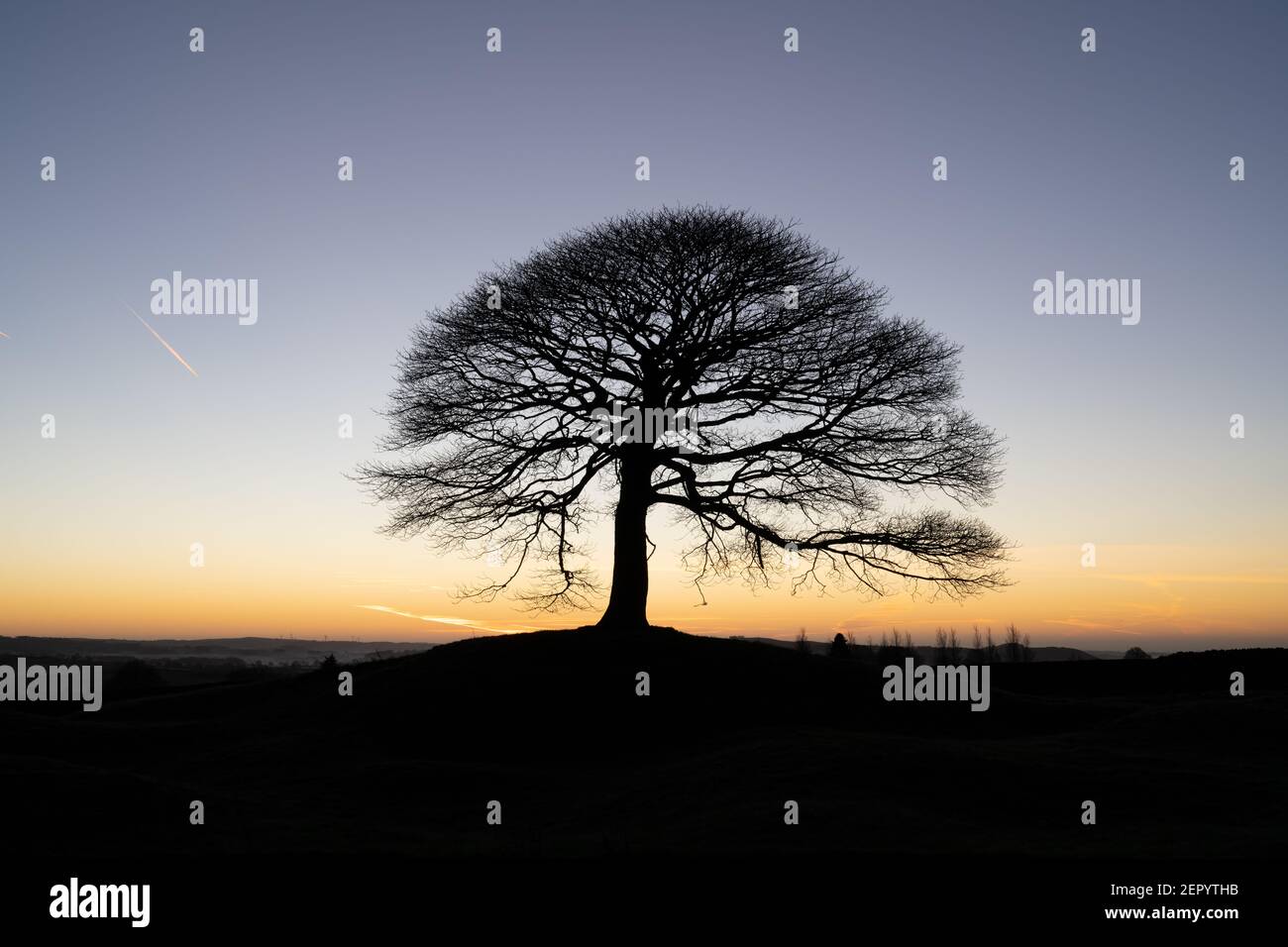 Lone tree at sunrise on Grindon Moor, Staffordshire, White Peak, Peak District National Park, UK. Stock Photo