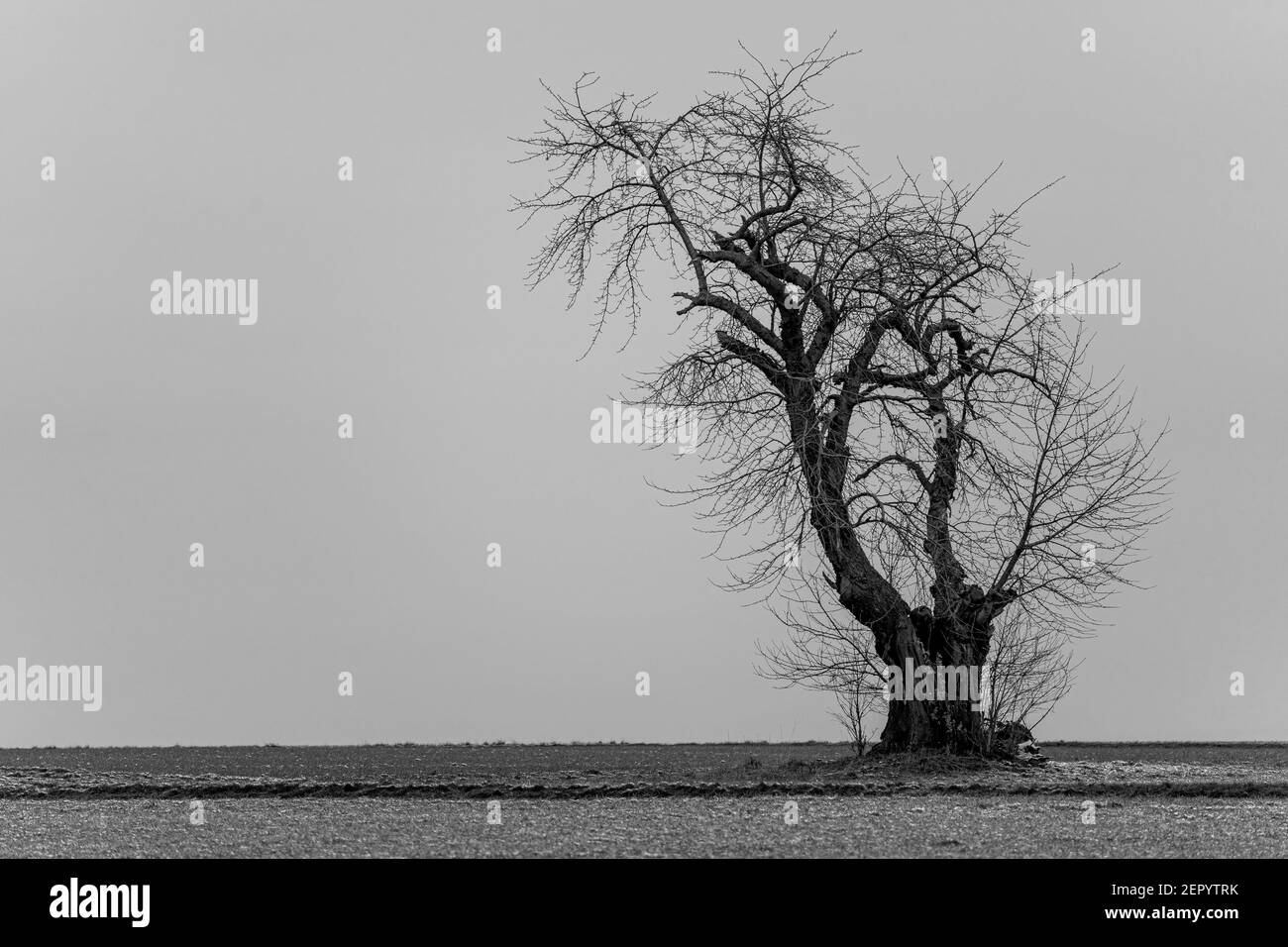 Black and White Photograph of an apple Tree in Winter on a field, hesse, germany Stock Photo
