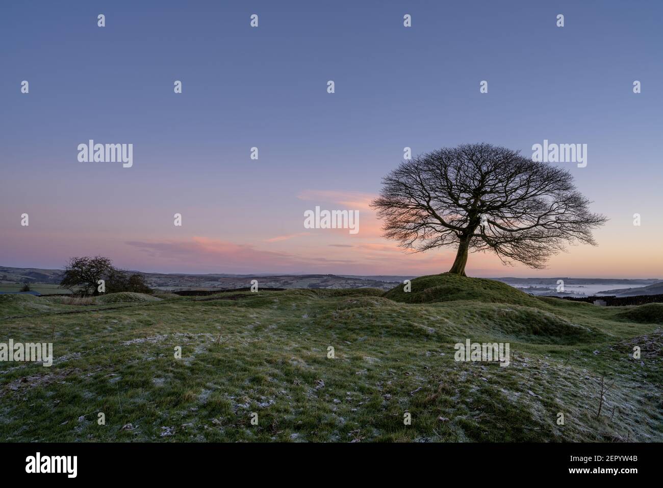 Lone tree at sunrise on Grindon Moor, Staffordshire, White Peak, Peak District National Park, UK. Stock Photo