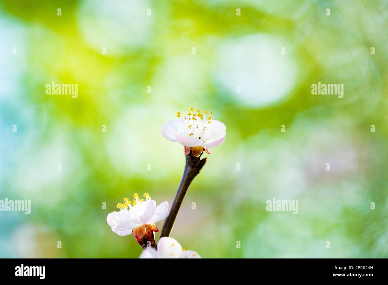 (Selective focus, focus on the pistils) Close-up view of some pistils of cherry blossoms during the flowering season. Natural background. Stock Photo