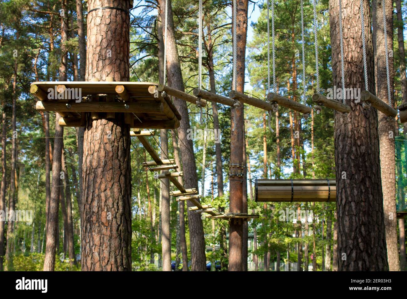 Rope park in the pine forest on the summer day Stock Photo - Alamy