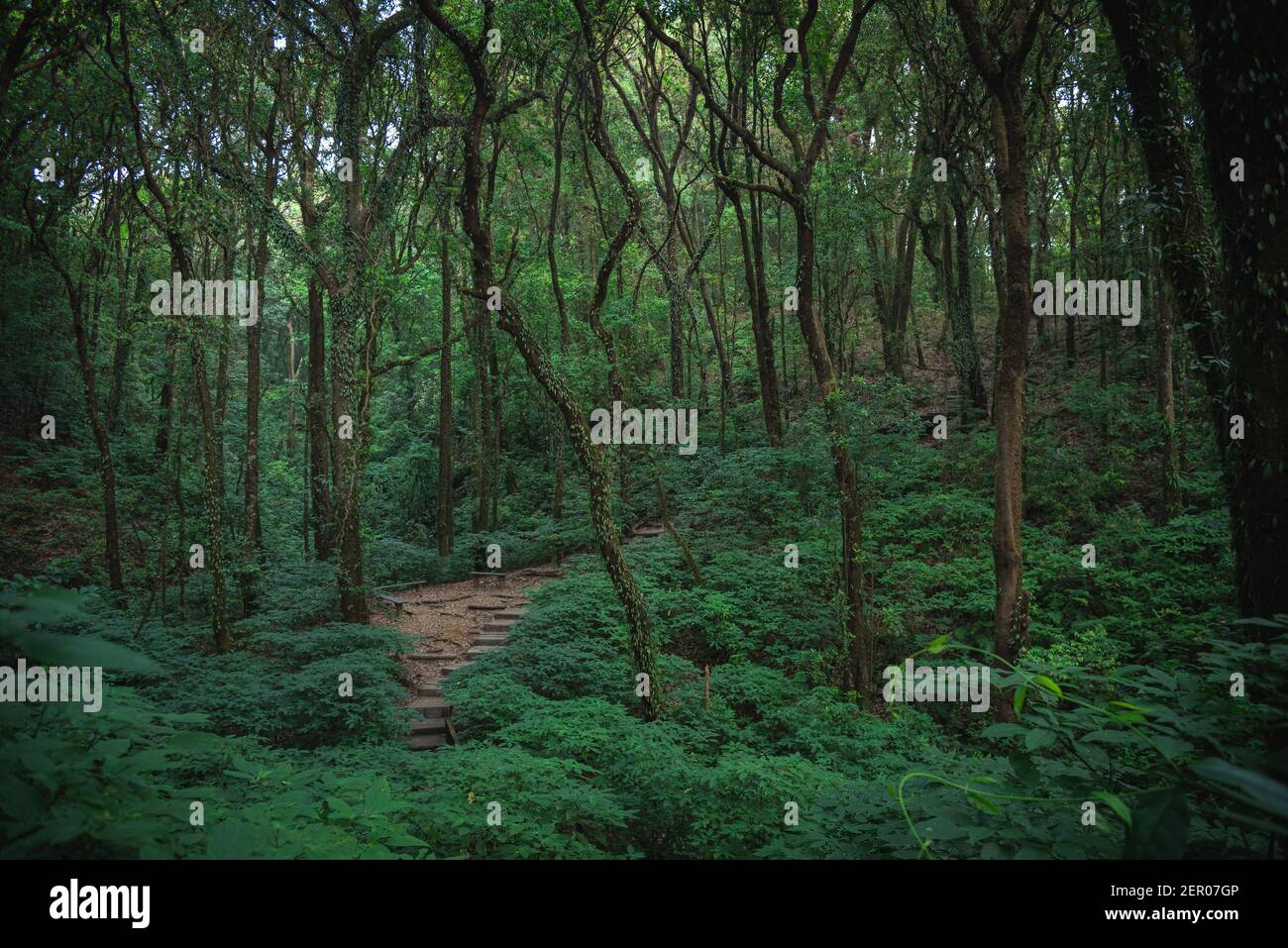 Fresh green trail walkway in the forest Stock Photo