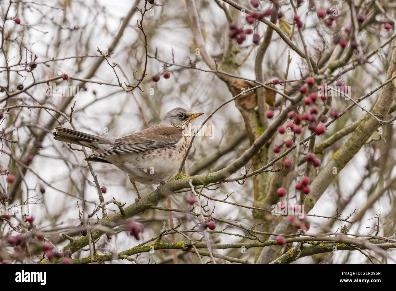 Fieldfare (Turdus pilaris) perched on a crabapple tree in a garden in the snow, hesse, germany Stock Photo