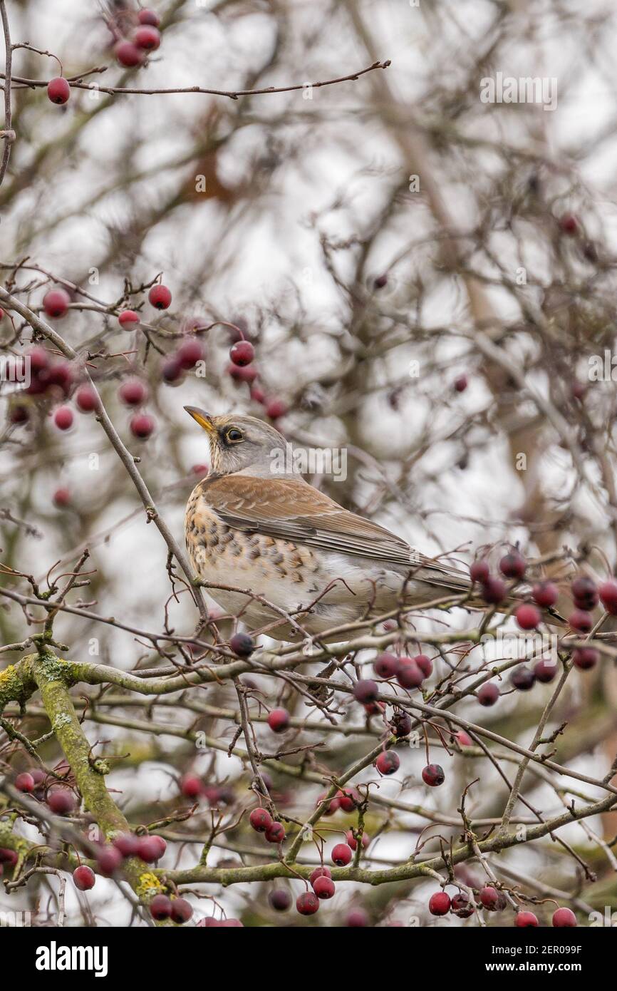 Fieldfare (Turdus pilaris) perched on a crabapple tree in a garden in the snow, hesse, germany Stock Photo