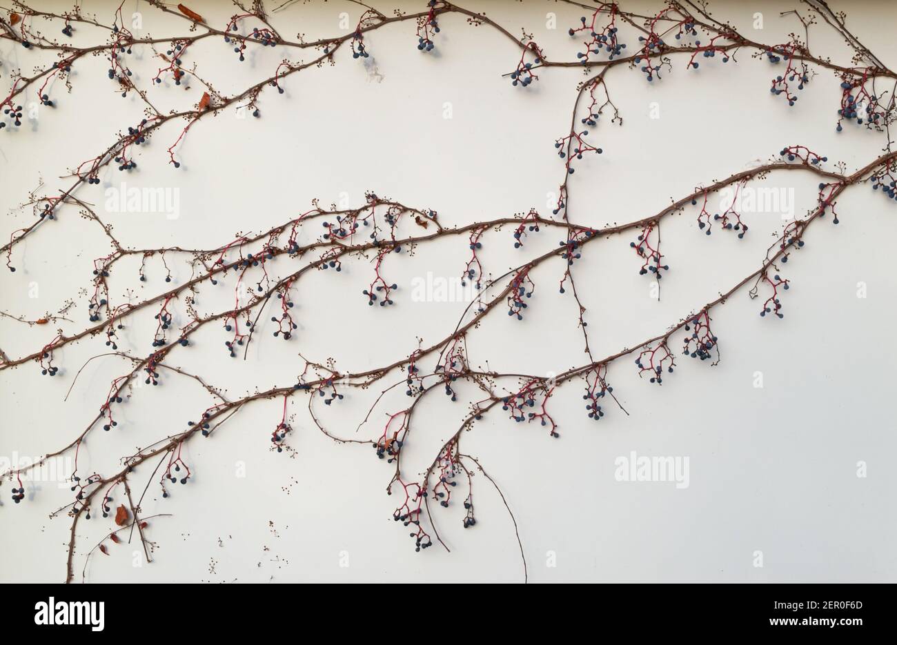 Parthenocissus quinquefolia. A climbing plant without leaves, with berries on the facade of the building. Virginia creepers in winter. Stock Photo