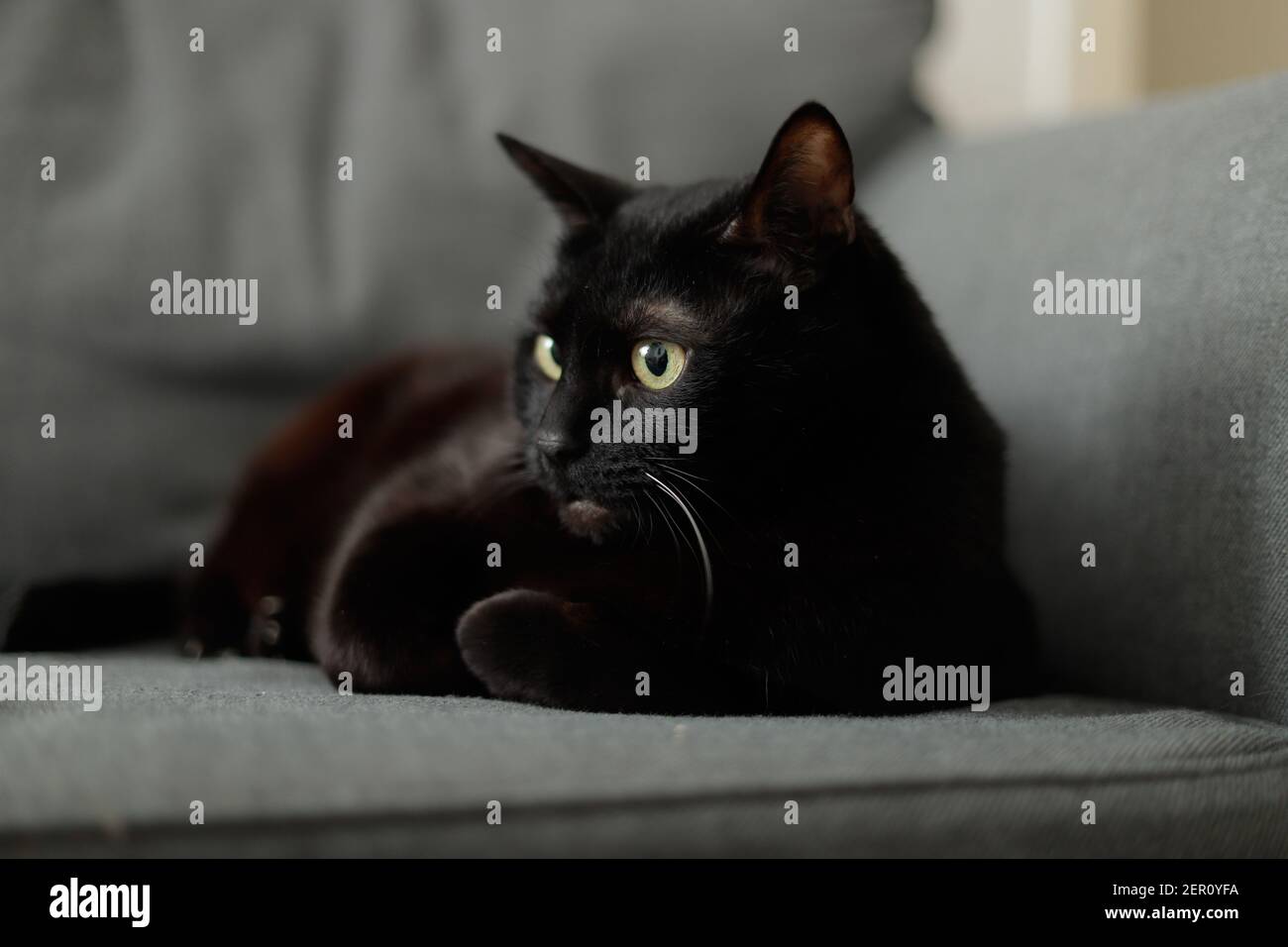 black cat lying on the couch Stock Photo