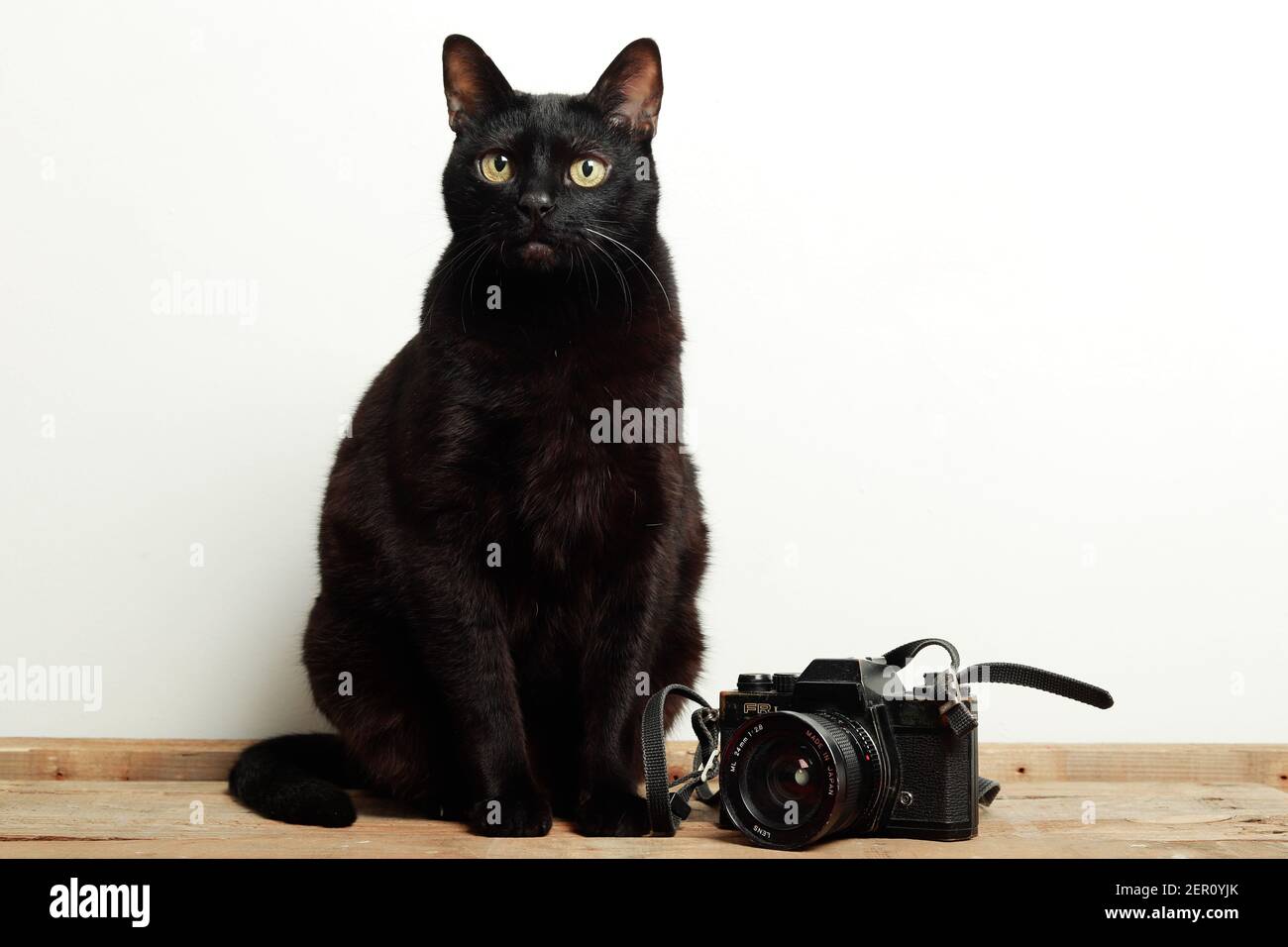 Portrait of a beautiful black cat hi-res stock photography and images ...