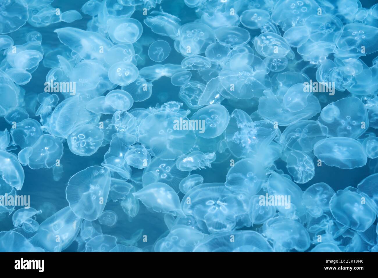 natural background - many jellyfish in blue sea water Stock Photo