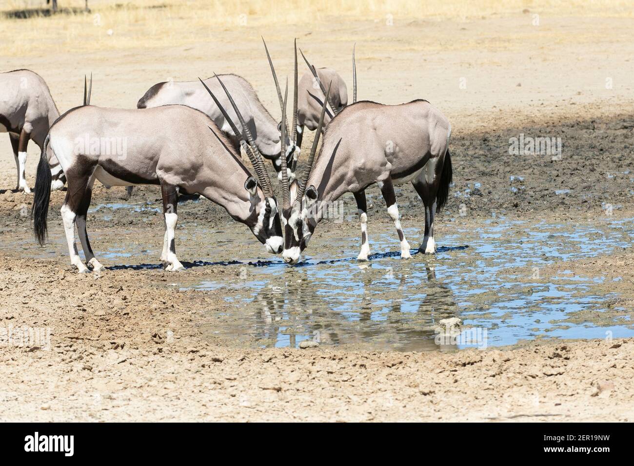 Gemsbok or Gemsbuck (Oryx gazella) herd drinking in mud puddle