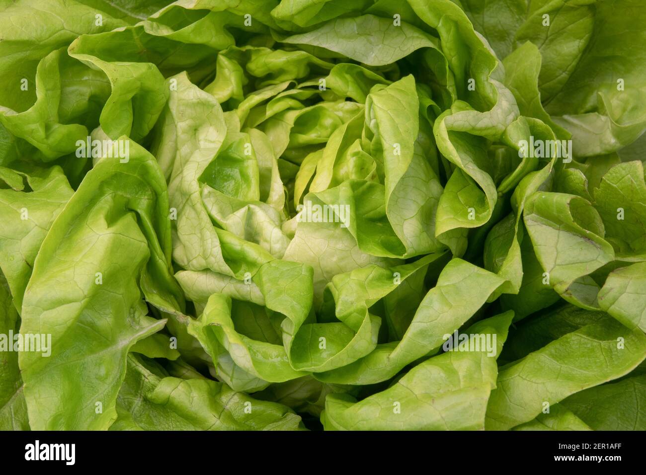 Close up of a Lettuce (Lactuca sativa) Stock Photo