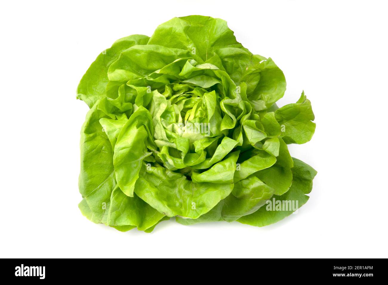 Lettuce (Lactuca sativa) on a white background Stock Photo