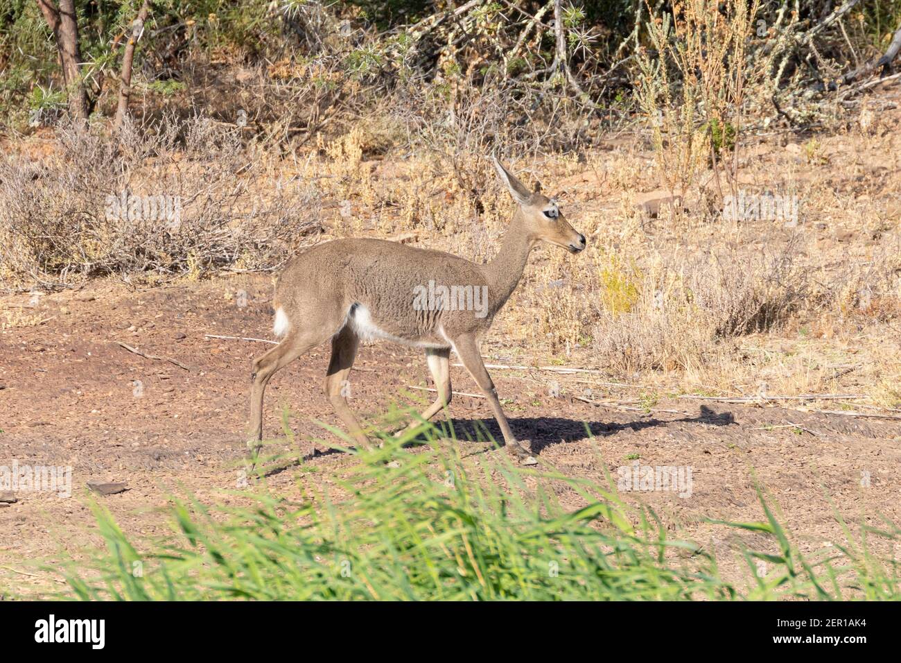 Grey Rhebok, Grey Rhebuck, Reebok (Pelea capreolus) female trotting, Vrolijkheid Reserve, McGregor, Western South Stock Photo - Alamy
