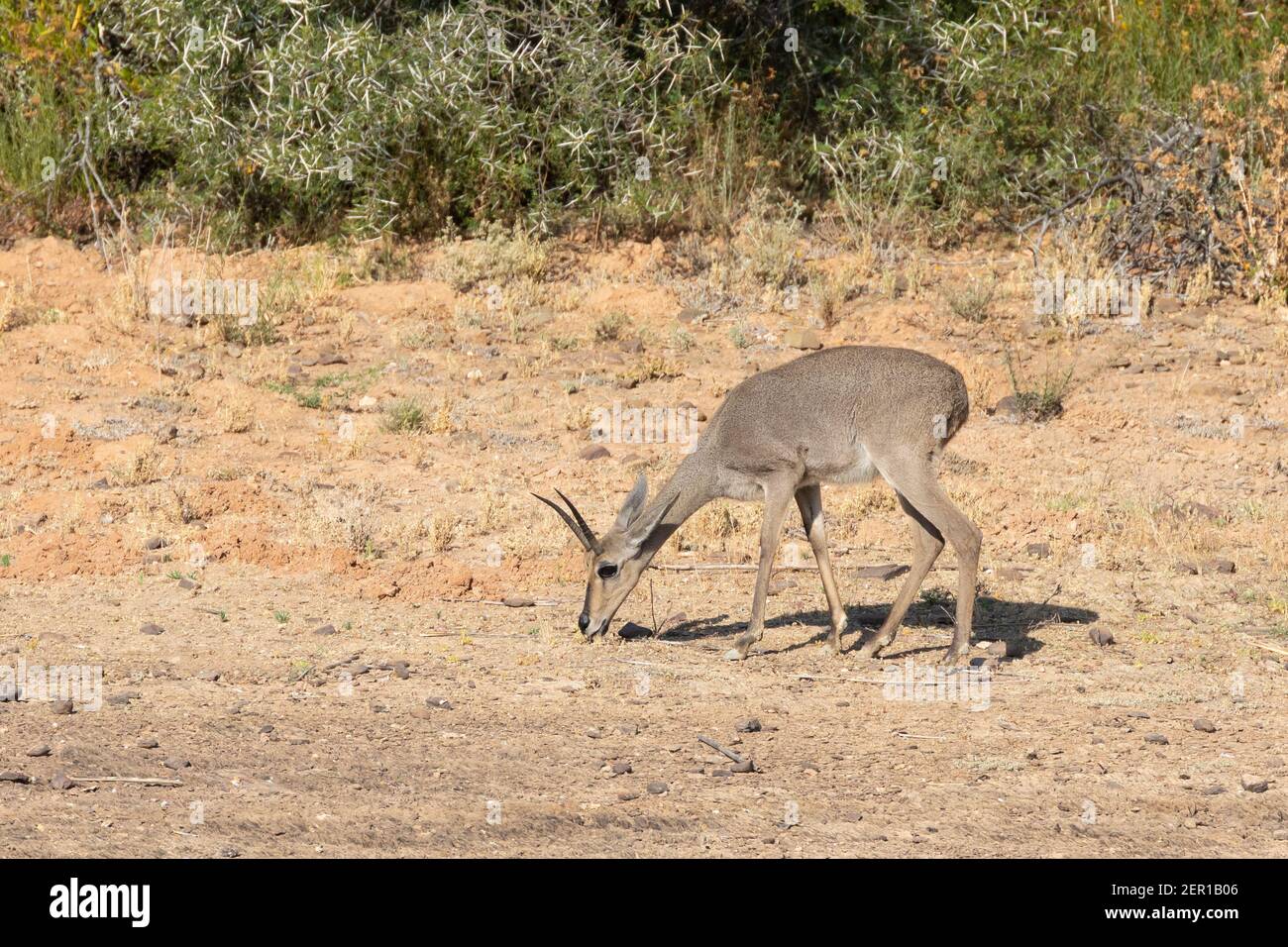 Grey Rhebok, Grey Rhebuck, Reebok (Pelea capreolus) male foraging,  Vrolijkheid Nature Reserve, McGregor, Western Cape, South Africa Stock  Photo - Alamy