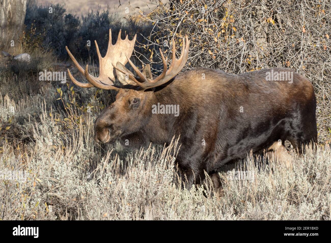Portrait of a nice bull Shiras moose, Alces alces shirasi, in Wyoming, USA. Stock Photo