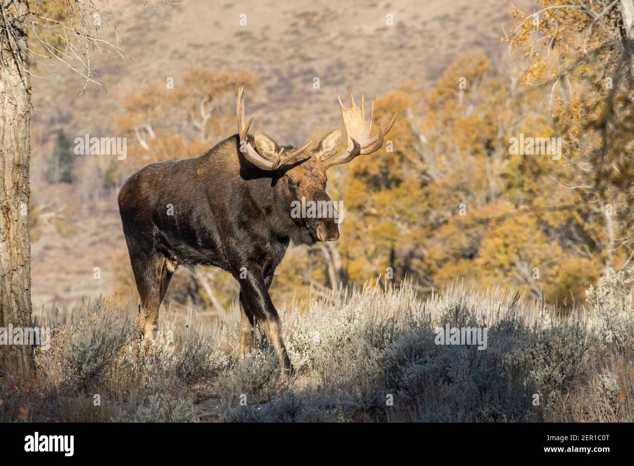 Portrait of a nice bull Shiras moose, Alces alces shirasi, in Wyoming, USA. Stock Photo