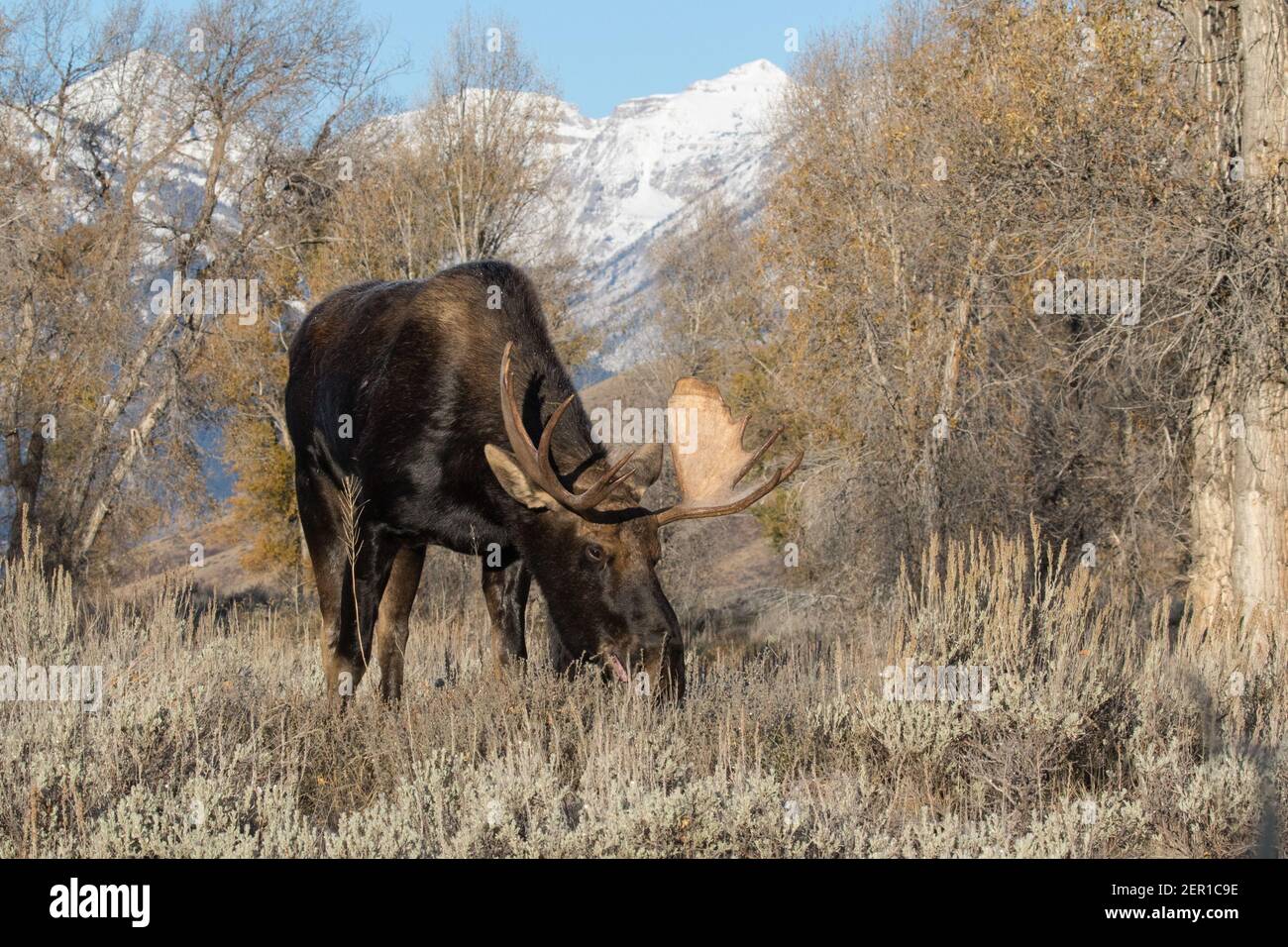 Portrait of a bull Shiras moose, Alces alces shirasi, with the Rocky Mountains in the background. Stock Photo