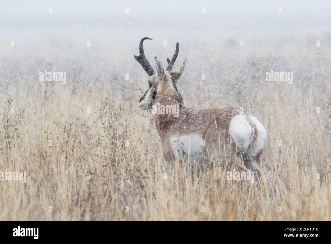 Portrait of a nice pronghorn antelope, Antilocapra americana, during an early snow squall in Wyoming USA. Stock Photo