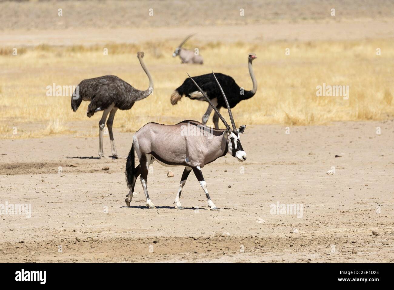 Gemsbok or Gemsbuck (Oryx gazella) in Auob River with ostriches, Kgalagadi Transfrontier Park, Kalahari, Northern Cape, South Africa Stock Photo