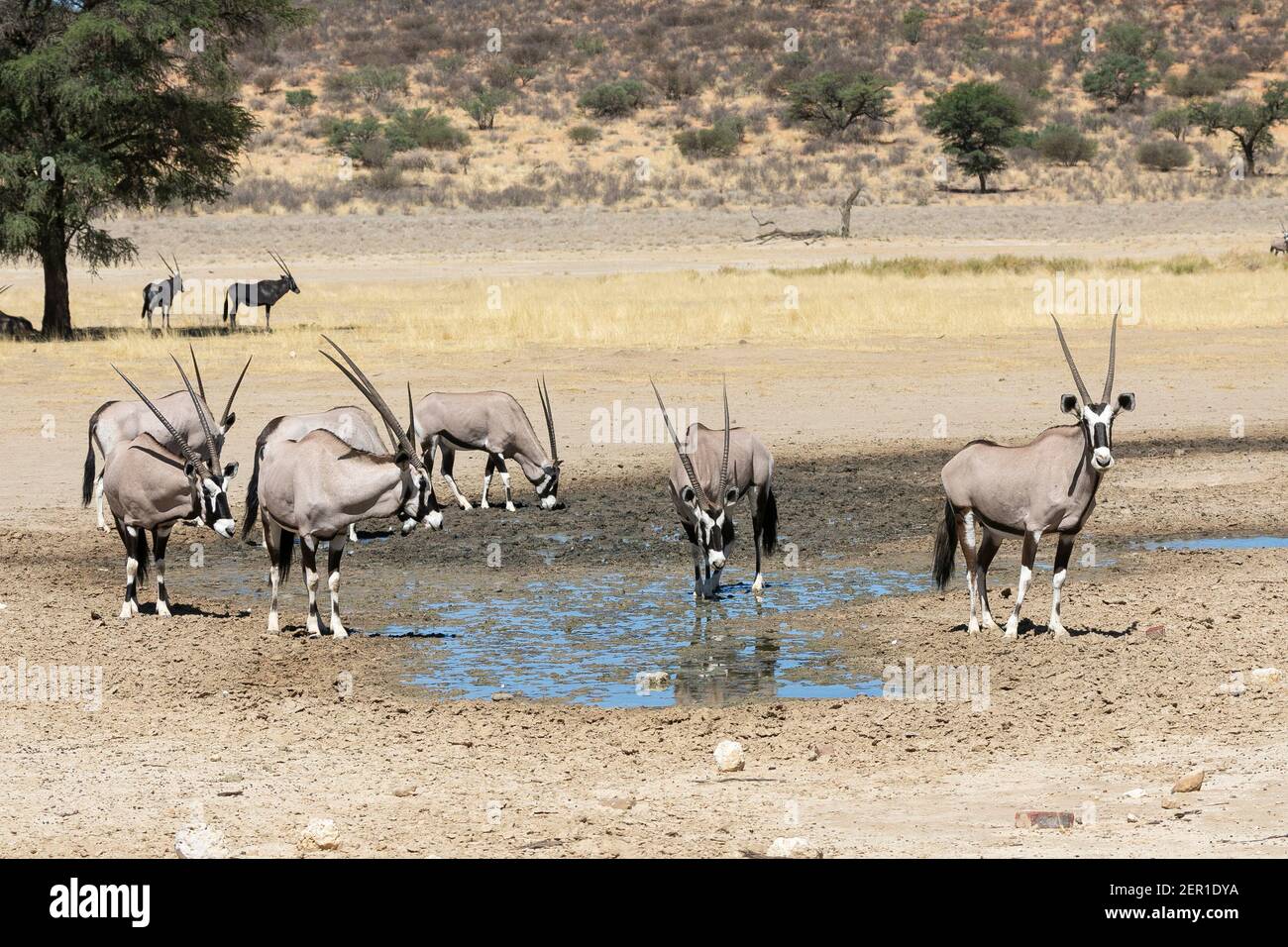 Gemsbok or Gemsbuck (Oryx gazella) drinking in a large rain puddle,  Kgalagadi Transfrontier Park, Kalahari, Northern Cape, South Africa Stock Photo