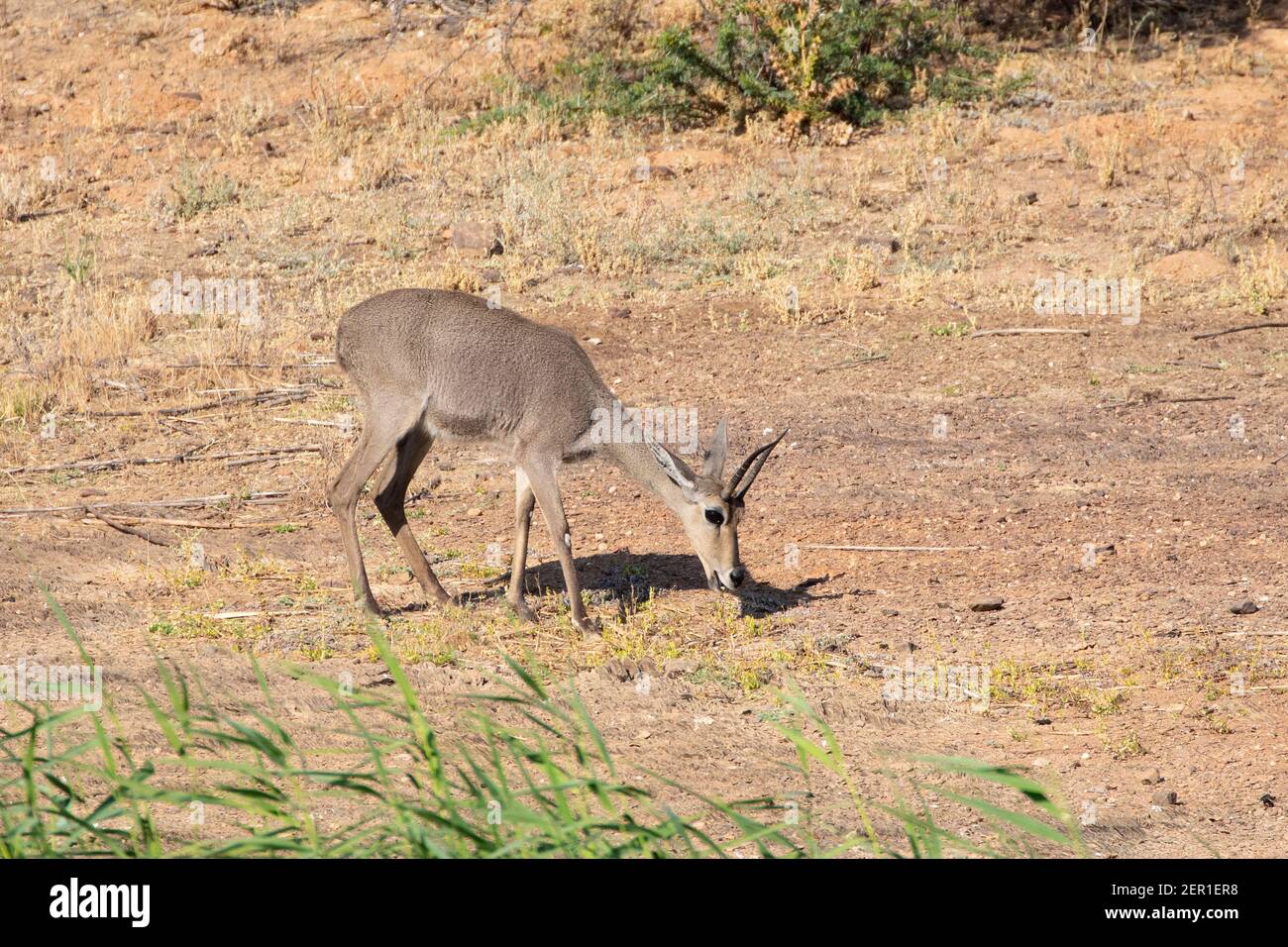 Grey Rhebok, Grey Rhebuck, Reebok (Pelea capreolus) male grazing,  Vrolijkheid Nature Reserve, McGregor, Western Cape, South Africa Stock  Photo - Alamy