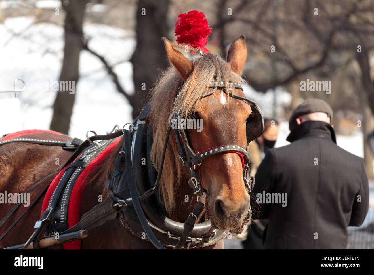 a carriage horse wearing a red decorative headdress and full head tack looks directly at the camera while standing in Central Park in Winter Stock Photo