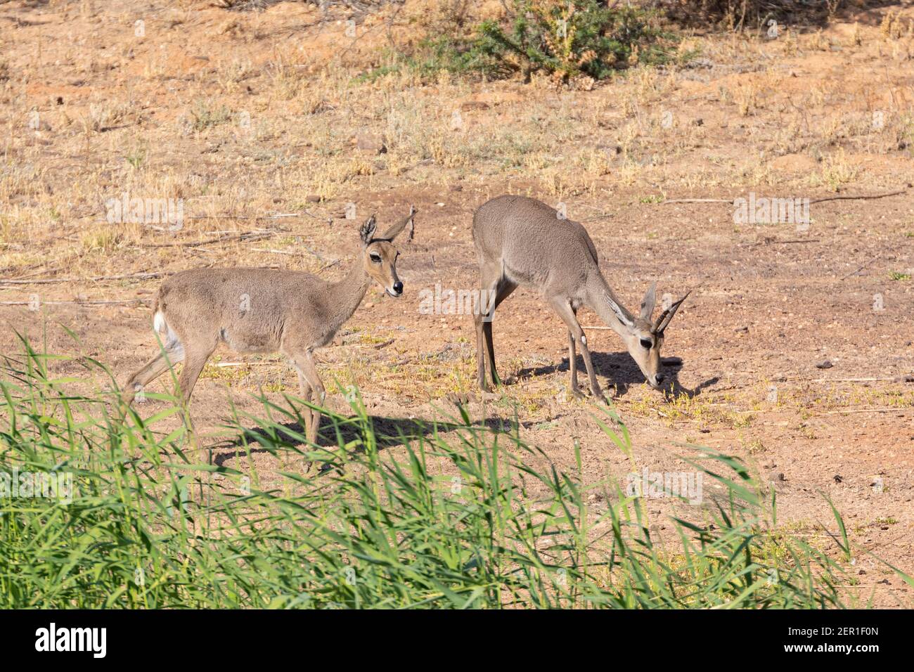 Grey Rhebok Grey Rhebuck Reebok Pelea capreolus pair male and