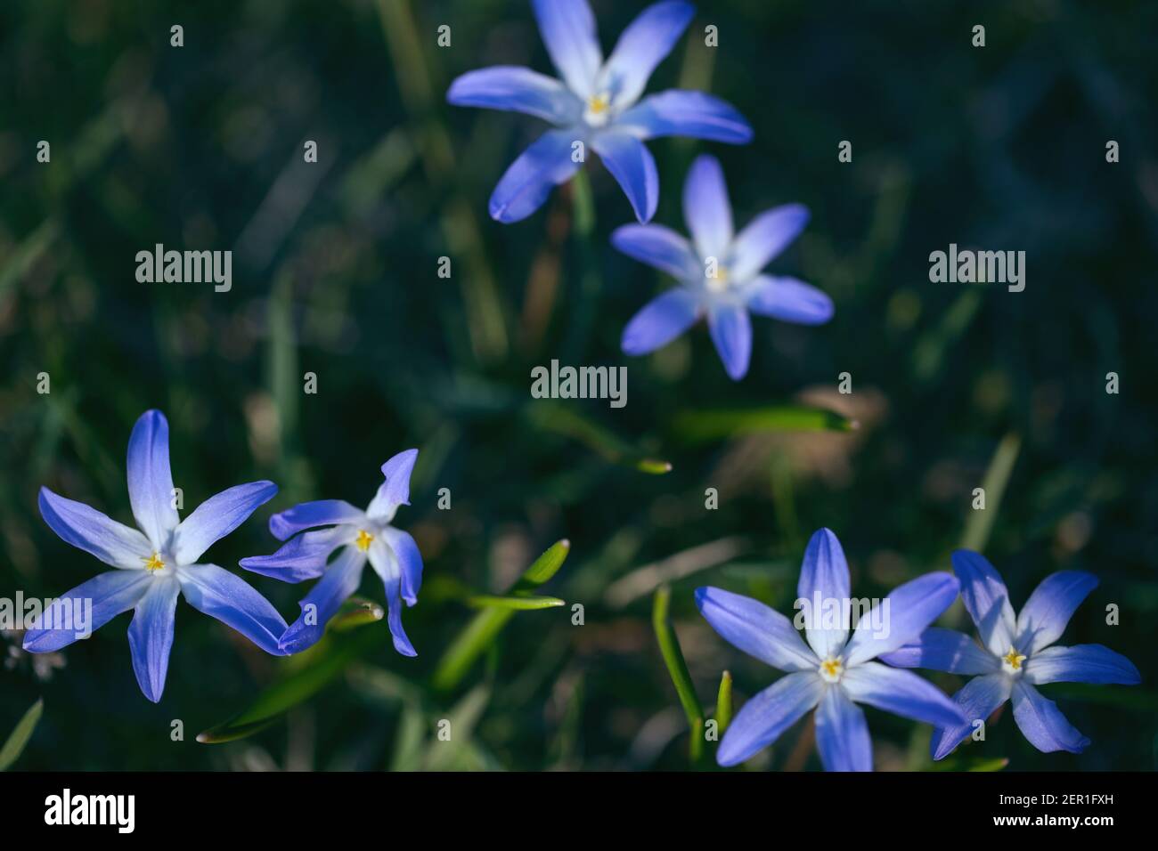 Spring blue flowers of Chionodoxa luciliae close up and green grass, toned effect. Shallow DOFF Stock Photo