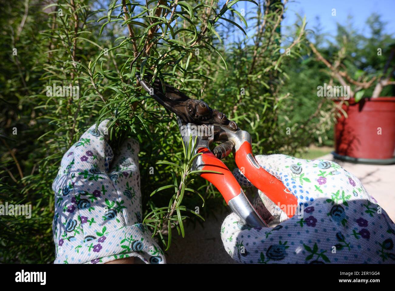 Girl collects sprigs of rosemary to use in the kitchen. Stock Photo