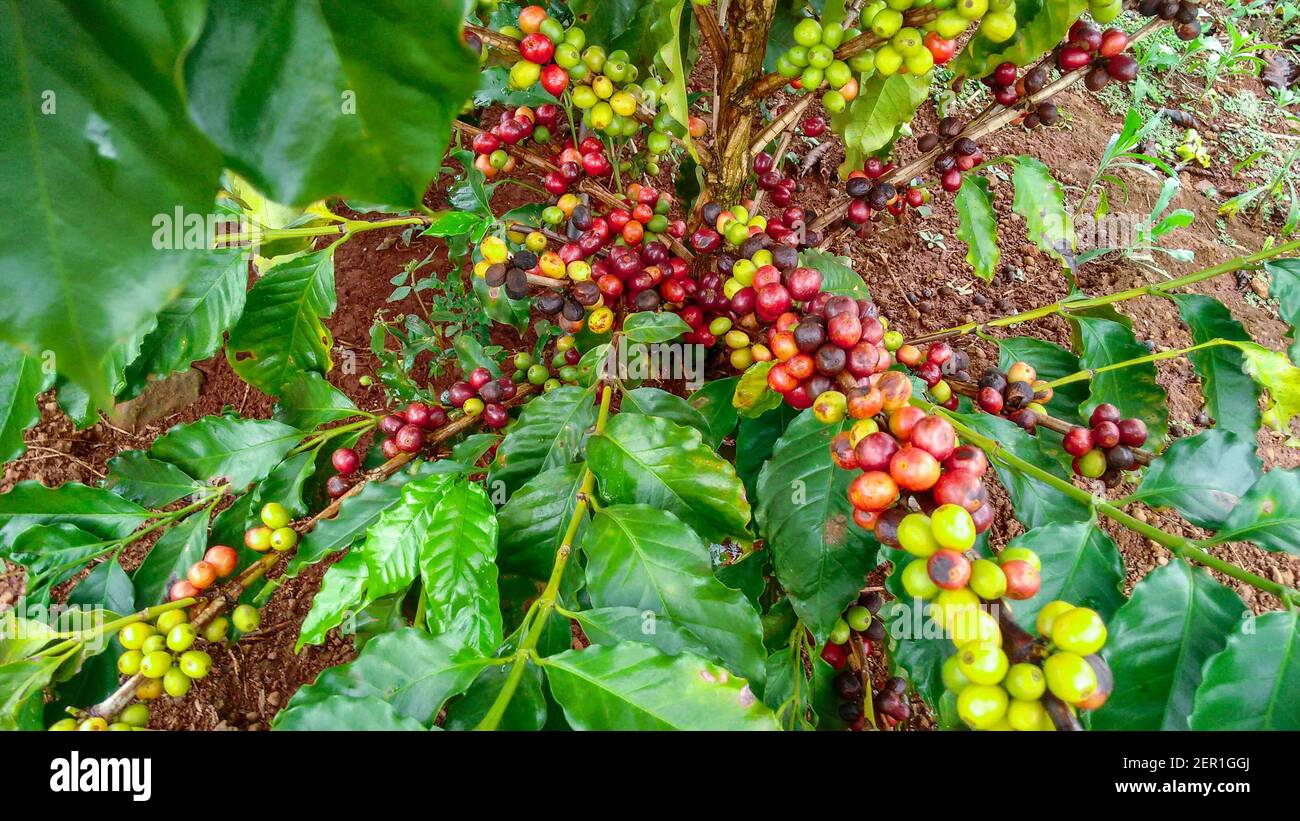 Coffee fruit plantation farm Harvest coffee beans Stock Photo Alamy
