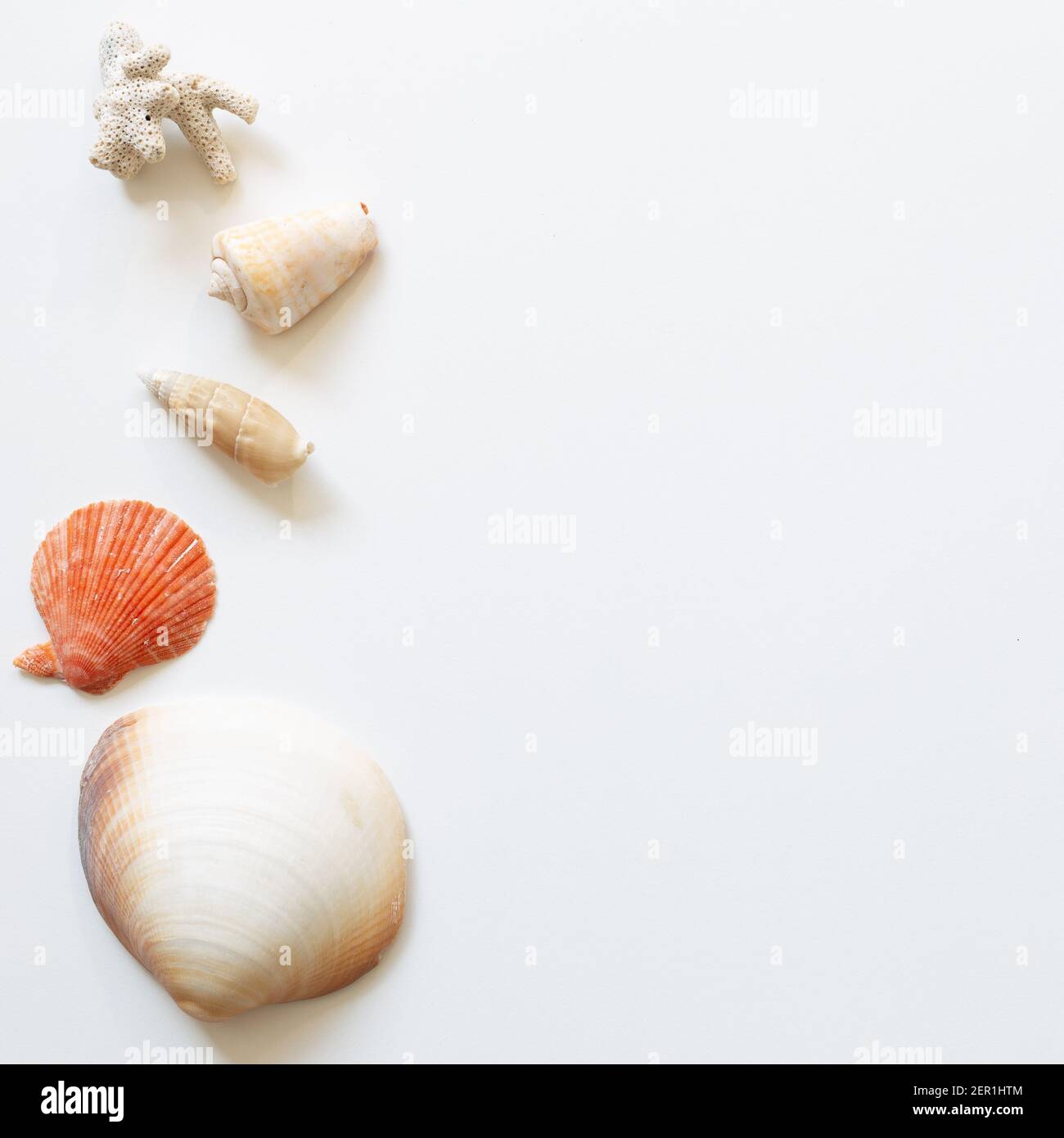Shellfish on white background. summer marine decoration. flat lay, top view, copy space Stock Photo