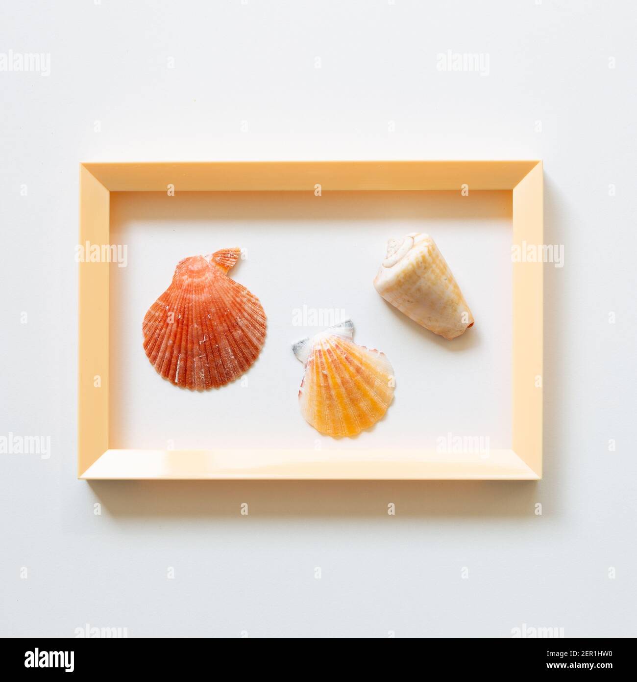Shellfish on white background. summer marine decoration. flat lay, top view, copy space Stock Photo
