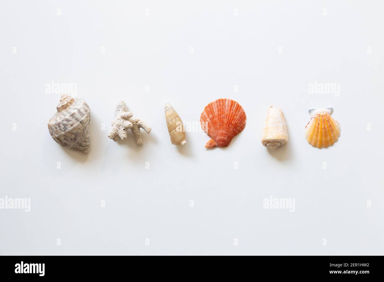 Shellfish on white background. summer marine decoration. flat lay, top view, copy space Stock Photo