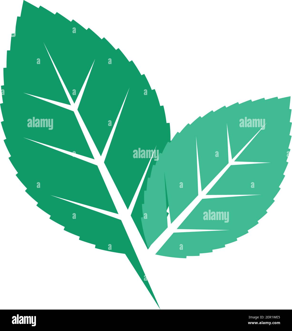 mint leaf illustration vector template design Stock Vector Image & Art