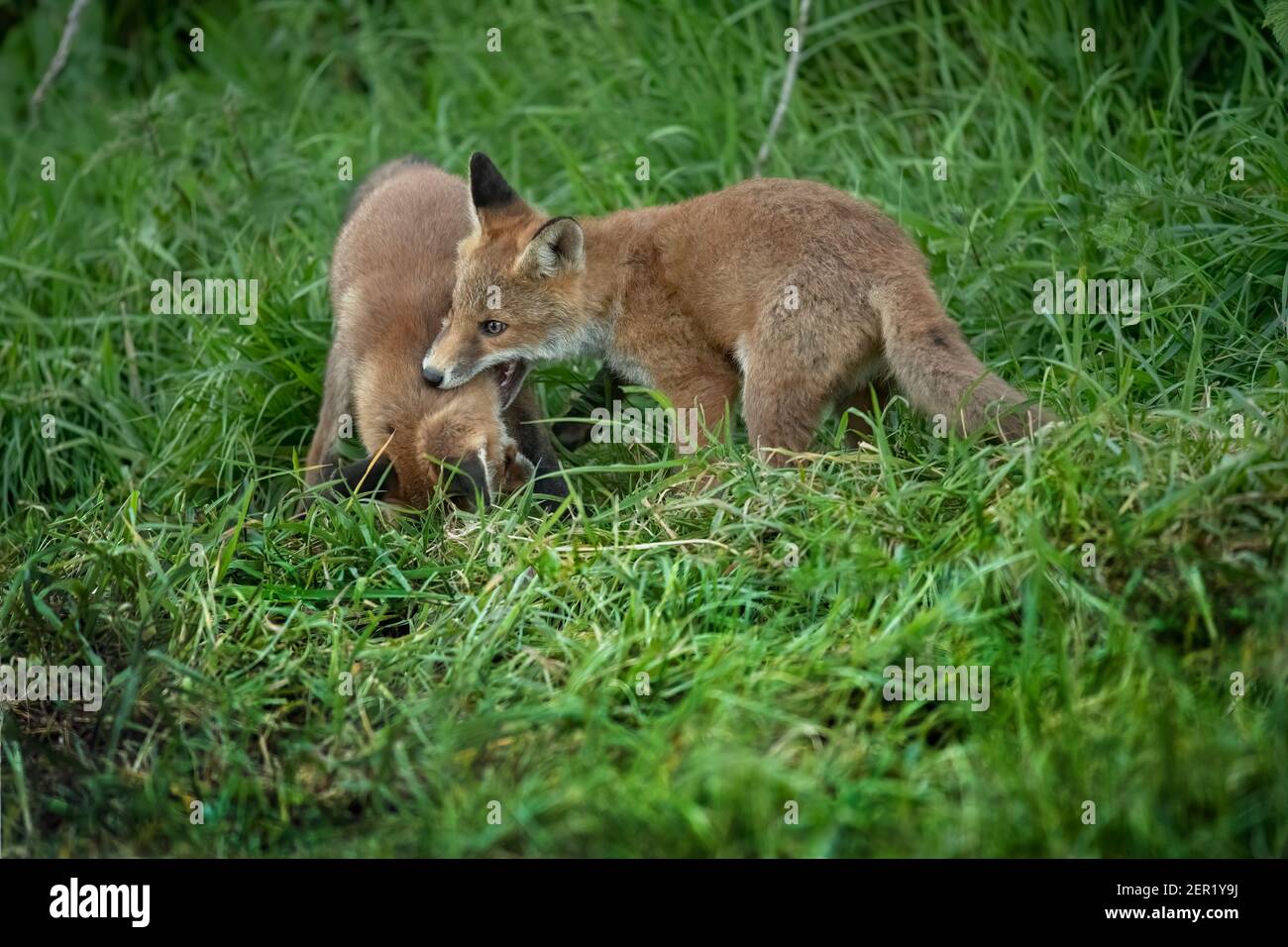 Fox cub playing together on the grass close up in Scotland, u.k in the springtime Stock Photo