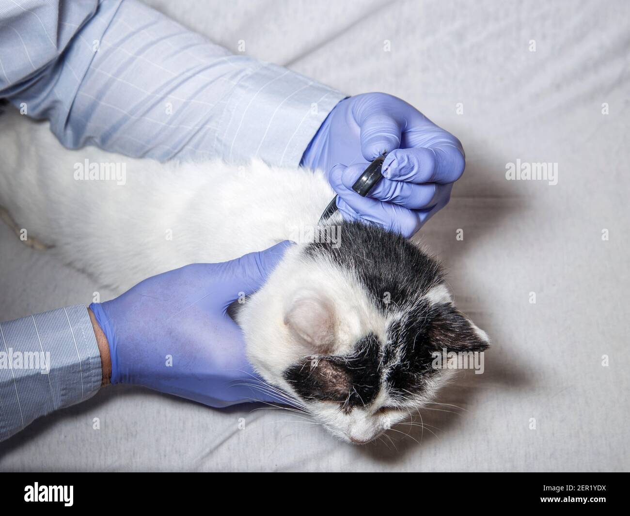 Cat collar is put on by veterinarian on white with black spots cat. Stock Photo