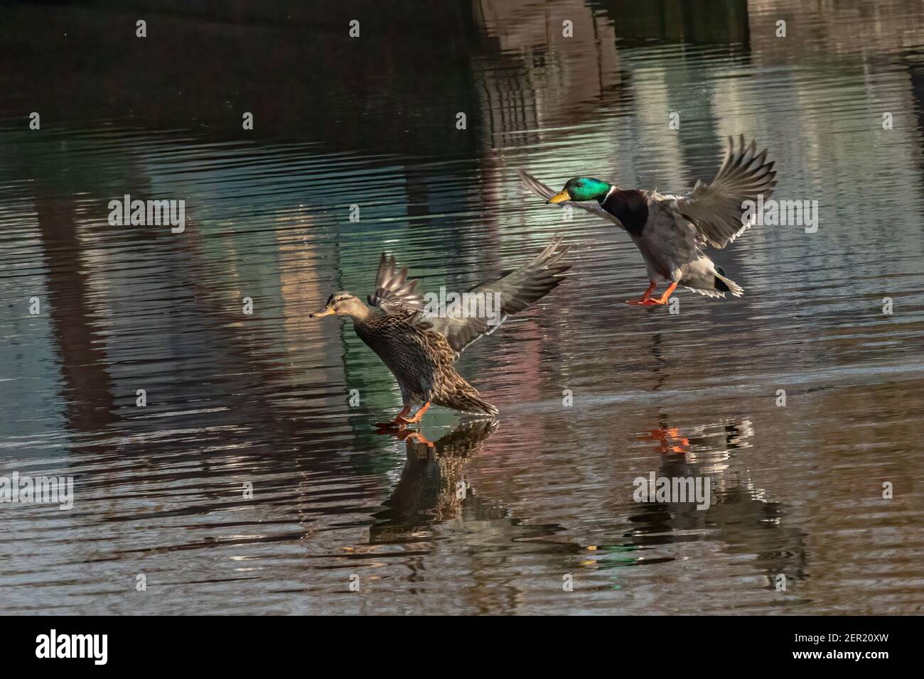 Male and female mallard duck coming into land on a pond of water, wings outstretched Stock Photo