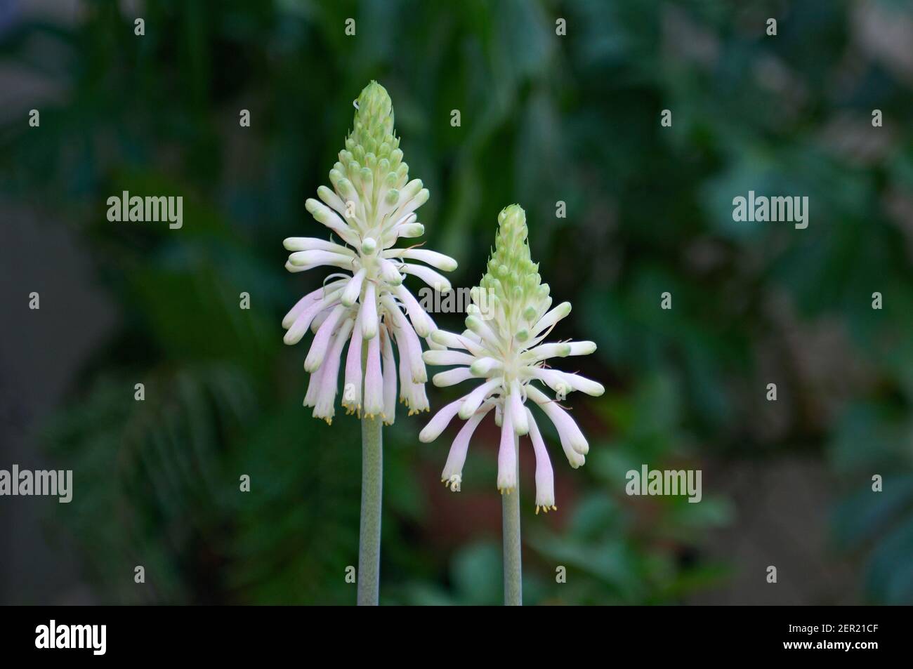 Veltheimia bracteata in close up Stock Photo