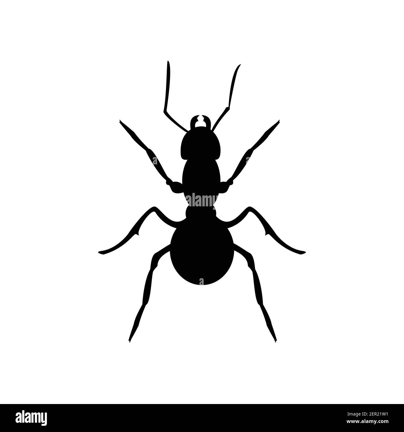 Vector illustration insect anatomy. Formica exsecta. Ant black  silhouette isolated on white background Stock Vector