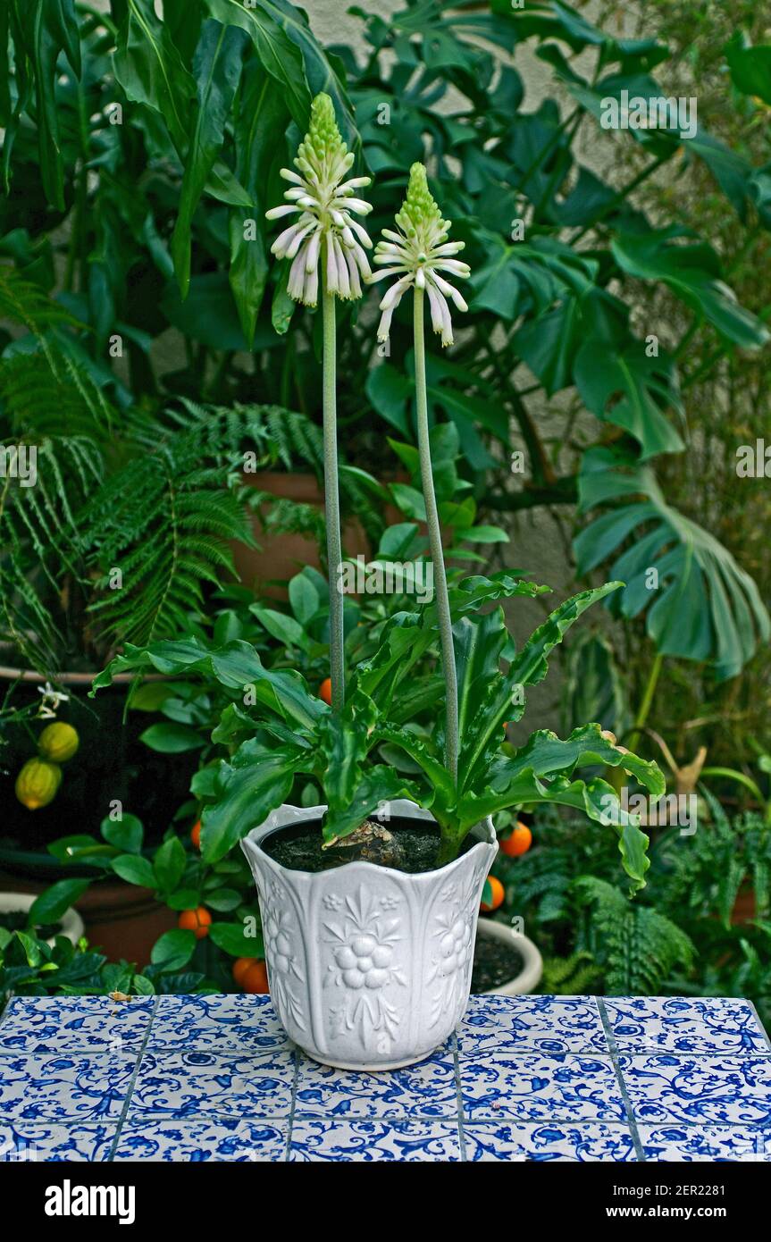 Veltheimia bracteata in a pottery container Stock Photo