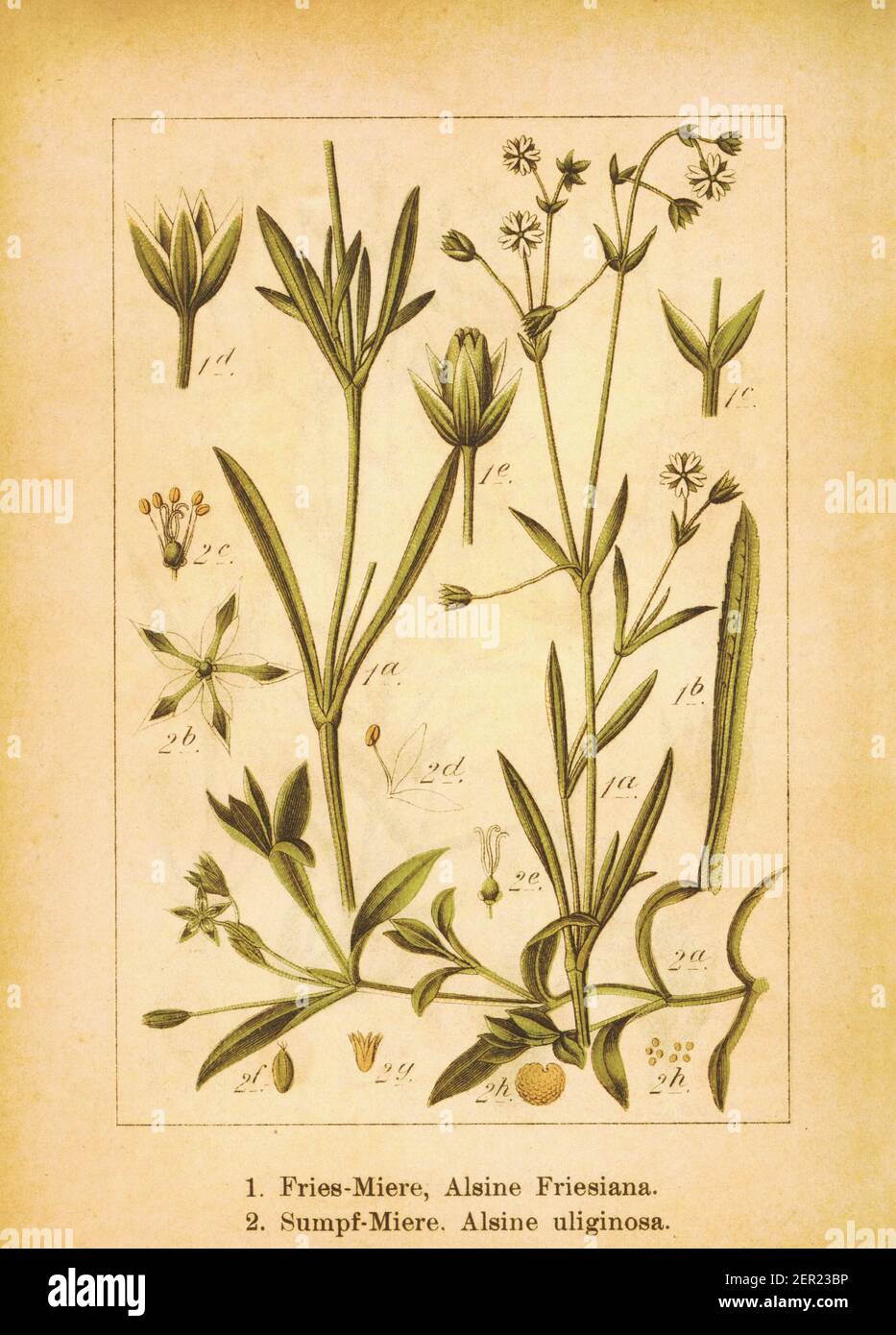 19th-century illustration of Alsine friesiana and bog chickweed. Engraving by Jacob Sturm (1771-1848) from the book Deutschlands Flora in Abbildungen Stock Photo