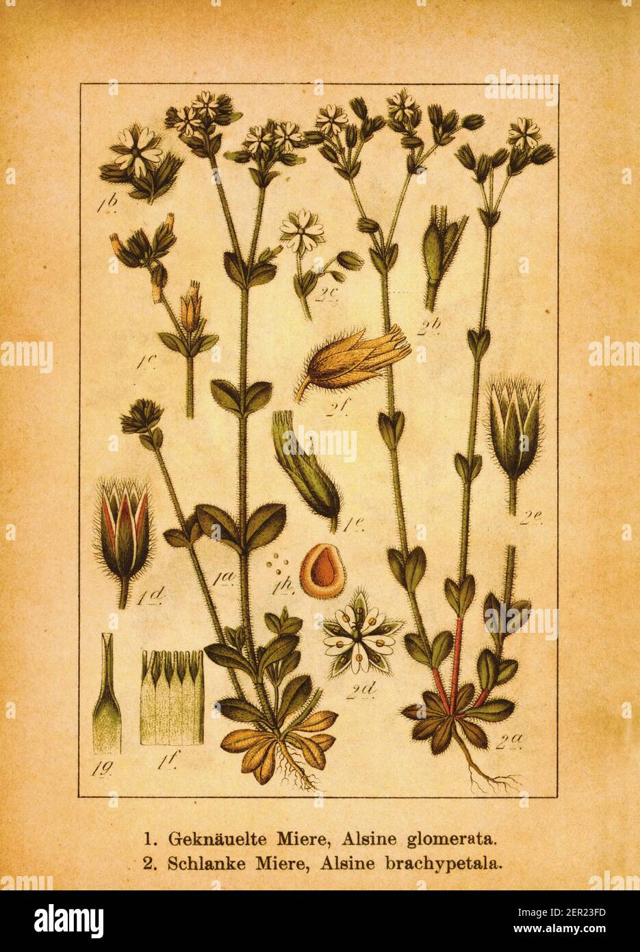 Antique illustration of Alsine glomerata and boreal starwort. Engraving by Jacob Sturm (1771-1848) from the book Deutschlands Flora in Abbildungen nac Stock Photo