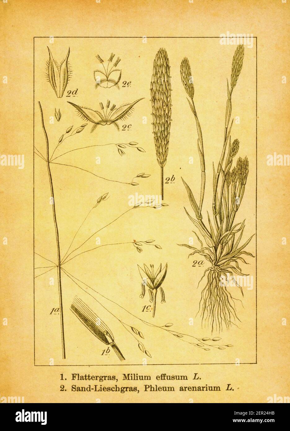 Antique 19th-century engraving of American milletgrass and sand timothy. Illustration by Jacob Sturm (1771-1848) from the book Deutschlands Flora in A Stock Photo