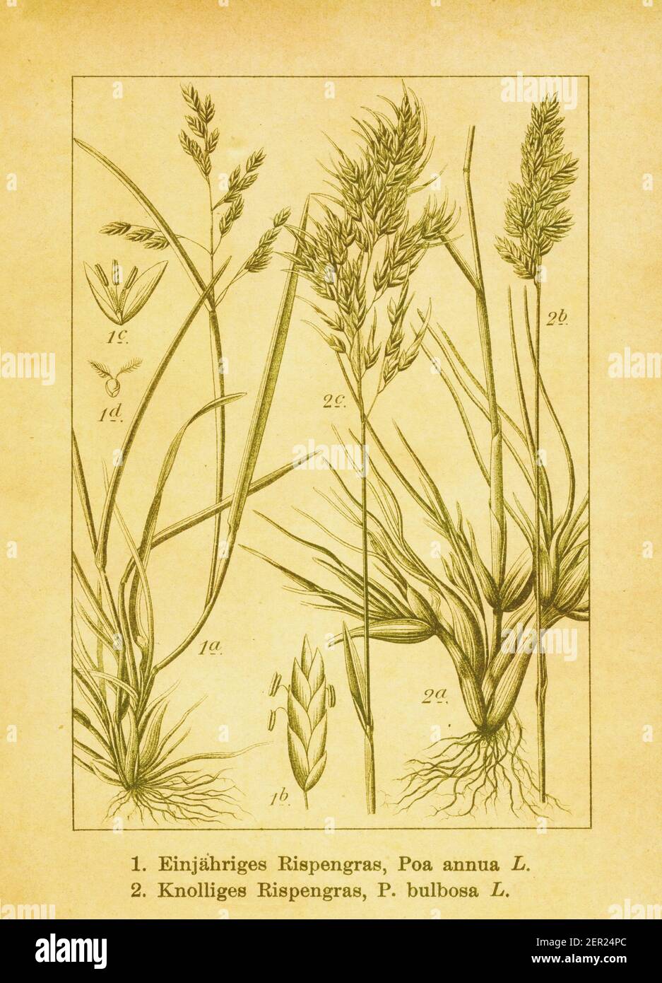 Antique engraving of annual bluegrass and bulbous bluegrass. Illustration by Jacob Sturm (1771-1848) from the book Deutschlands Flora in Abbildungen n Stock Photo