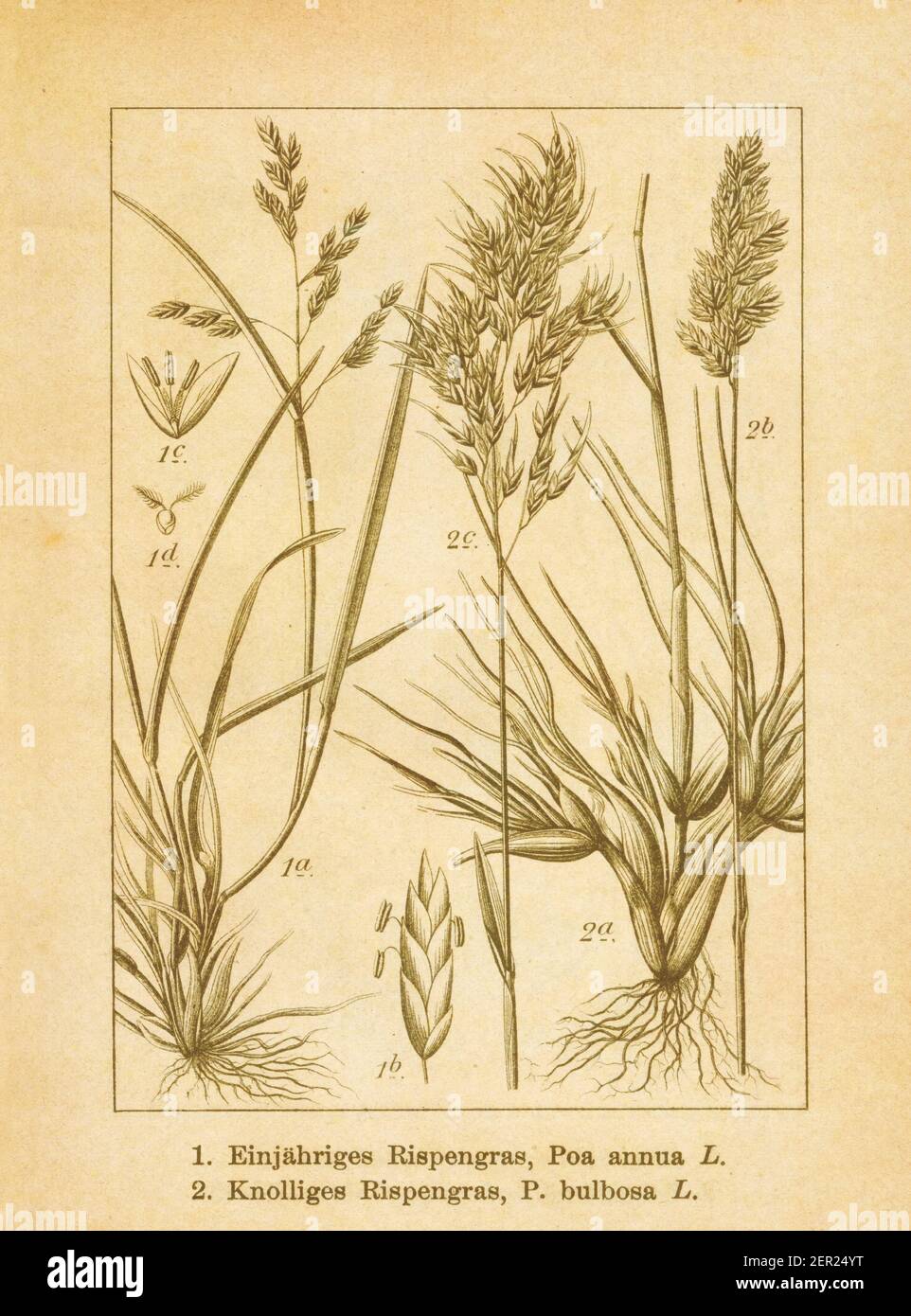 Antique illustration of poa annua (also known as annual bluegrass or annual meadow grass) and poa bulbosa (also known as bulbous bluegrass). Engraved Stock Photo