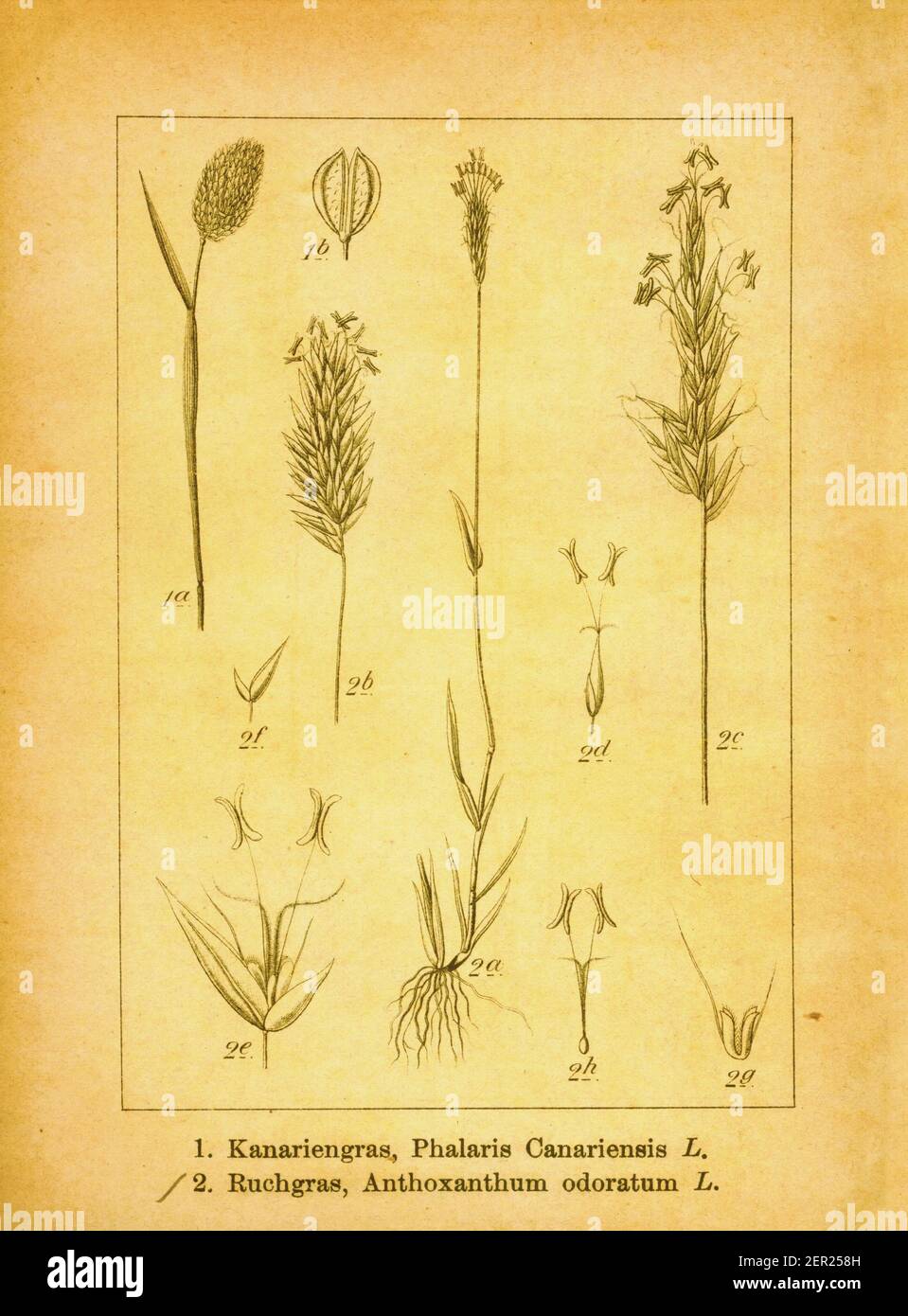 Antique illustration of annual canarygrass and sweet vernal grass. Engraving by Jacob Sturm (1771-1848) from the book Deutschlands Flora in Abbildunge Stock Photo